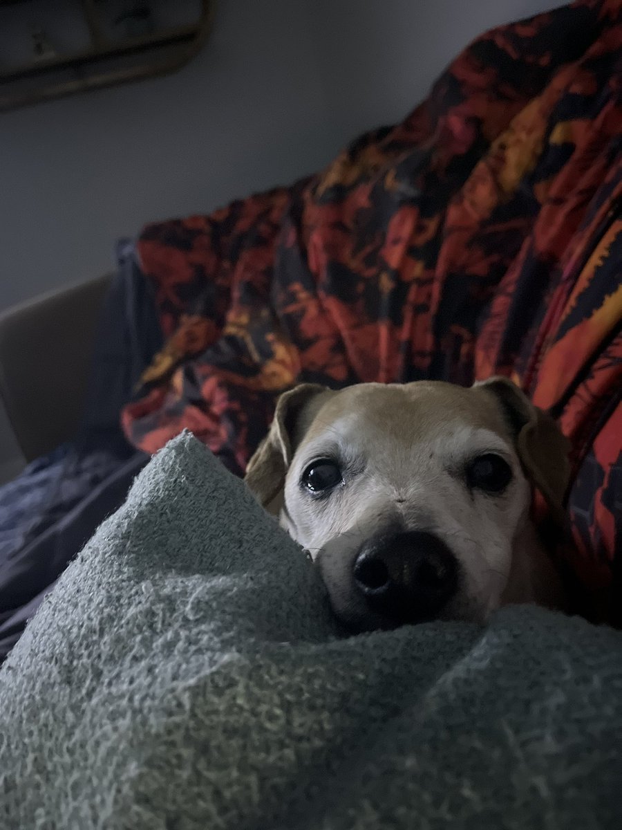 904DadLife's tweet image. #FloridaDogs we ain’t going out, grass is wet from that rain I heard