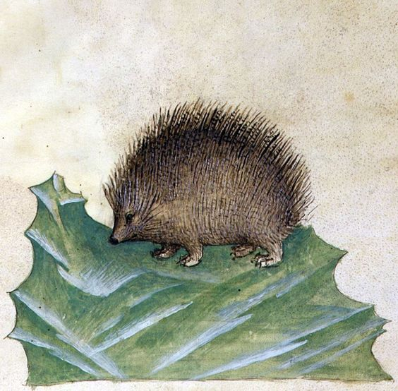 WeirdMedieval's tweet image. extremely rotund hedgehog, italy, 15th century