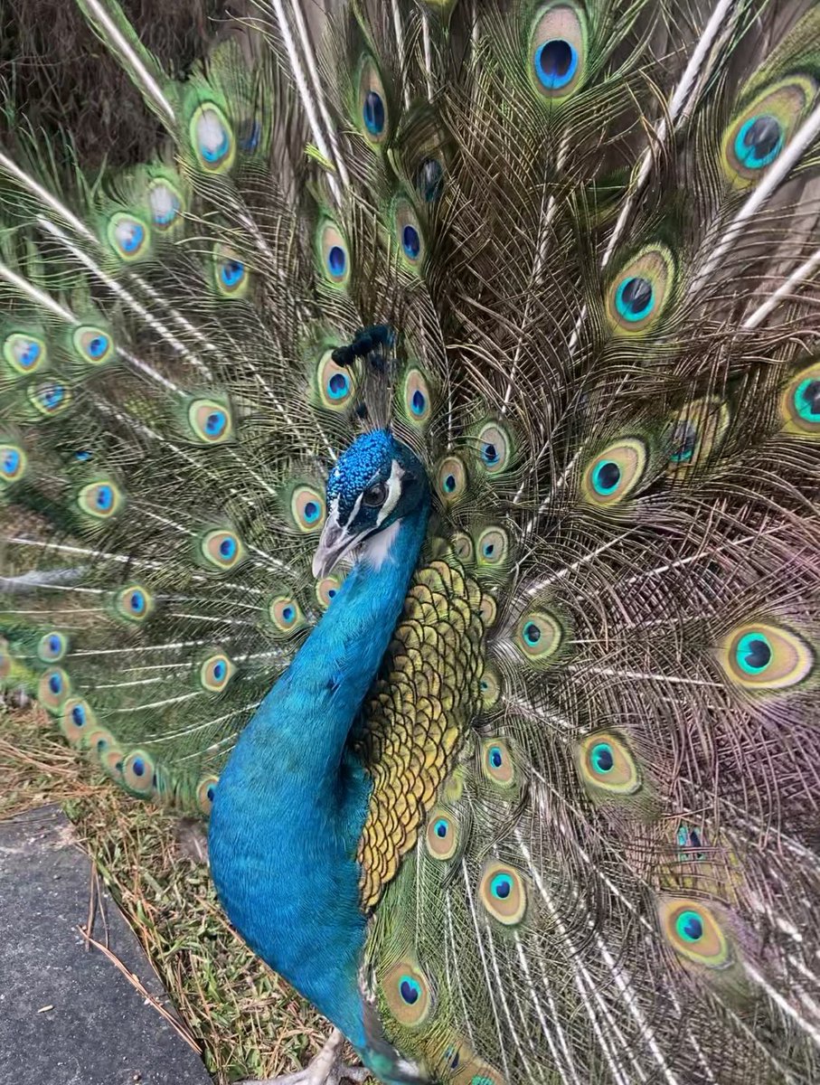 My beautiful boy has his second set of eye feathers growing in. @CrystalKingETH #getoutside #birds