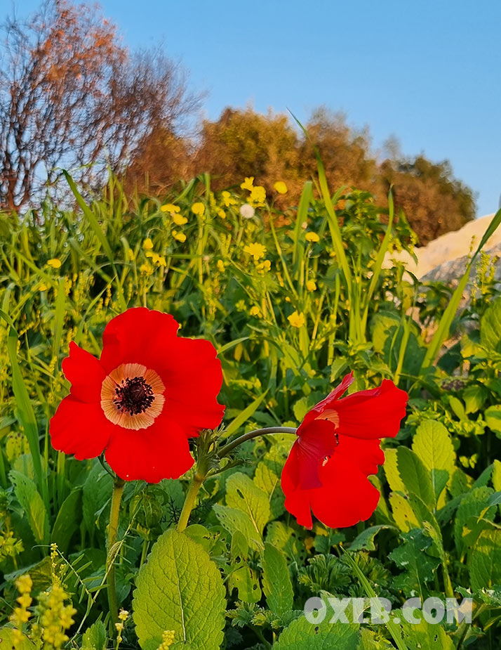 onefineart's tweet photo. The Spring is already there! How Beautiful!
https://t.co/BQIWMwt6eS
#spring #lebanon #beautiful #flower #mylebanon #lebanonspring https://t.co/ExbXa5JSww
