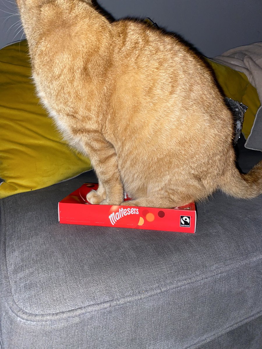 Why ??? WTAF ? My cat 🤷‍♀️