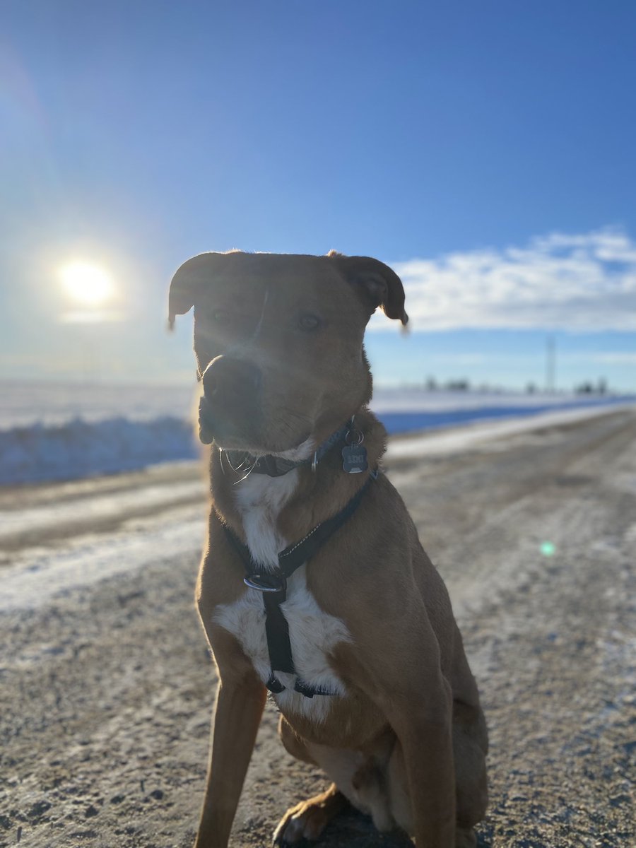 trying to take nice pictures of my dog: a series