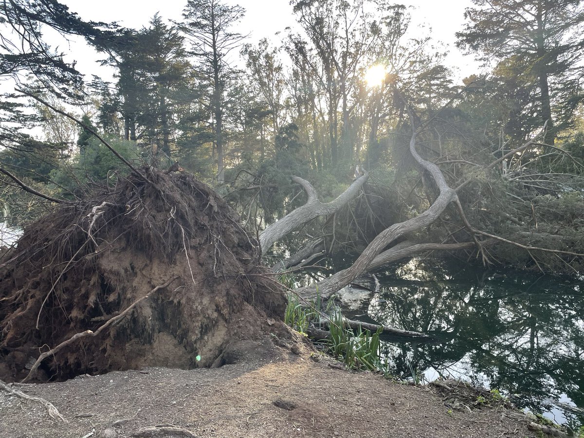 mrtall's tweet photo. New bridge added to the island in Stow Lake https://t.co/ubamy2BpAe