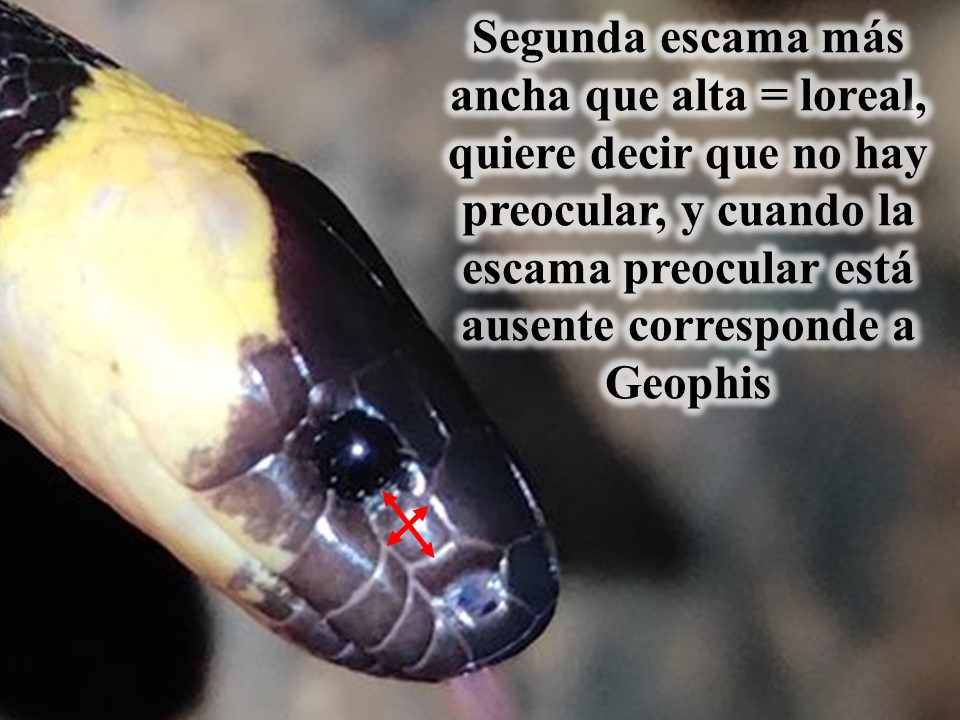 Herpeto_cosas's tweet photo. Pero en #Geophis es distinto: https://t.co/ymtsrVIZWi