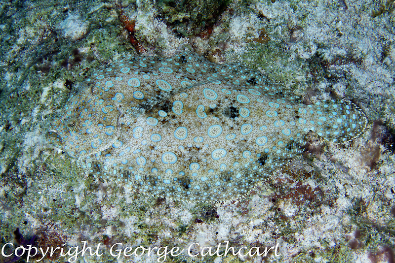 ExplorerVenture's tweet photo. Have you spotted this camouflaged fish before? 😲

📍Turks &amp; Caicos Islands
📸Guest George Cathcart
#explorerventures #marinelife https://t.co/OjnRdQji0w