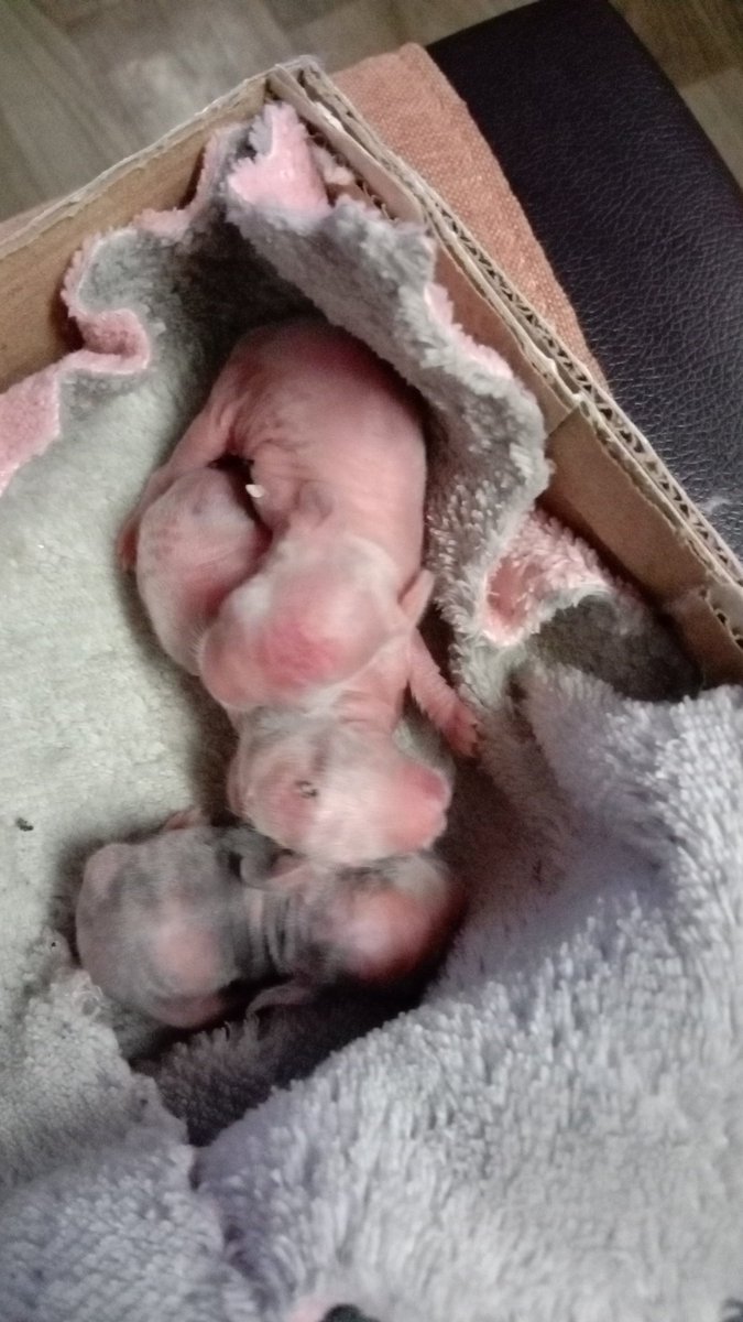 mohanamu979_ram's tweet image. Rabbit baby