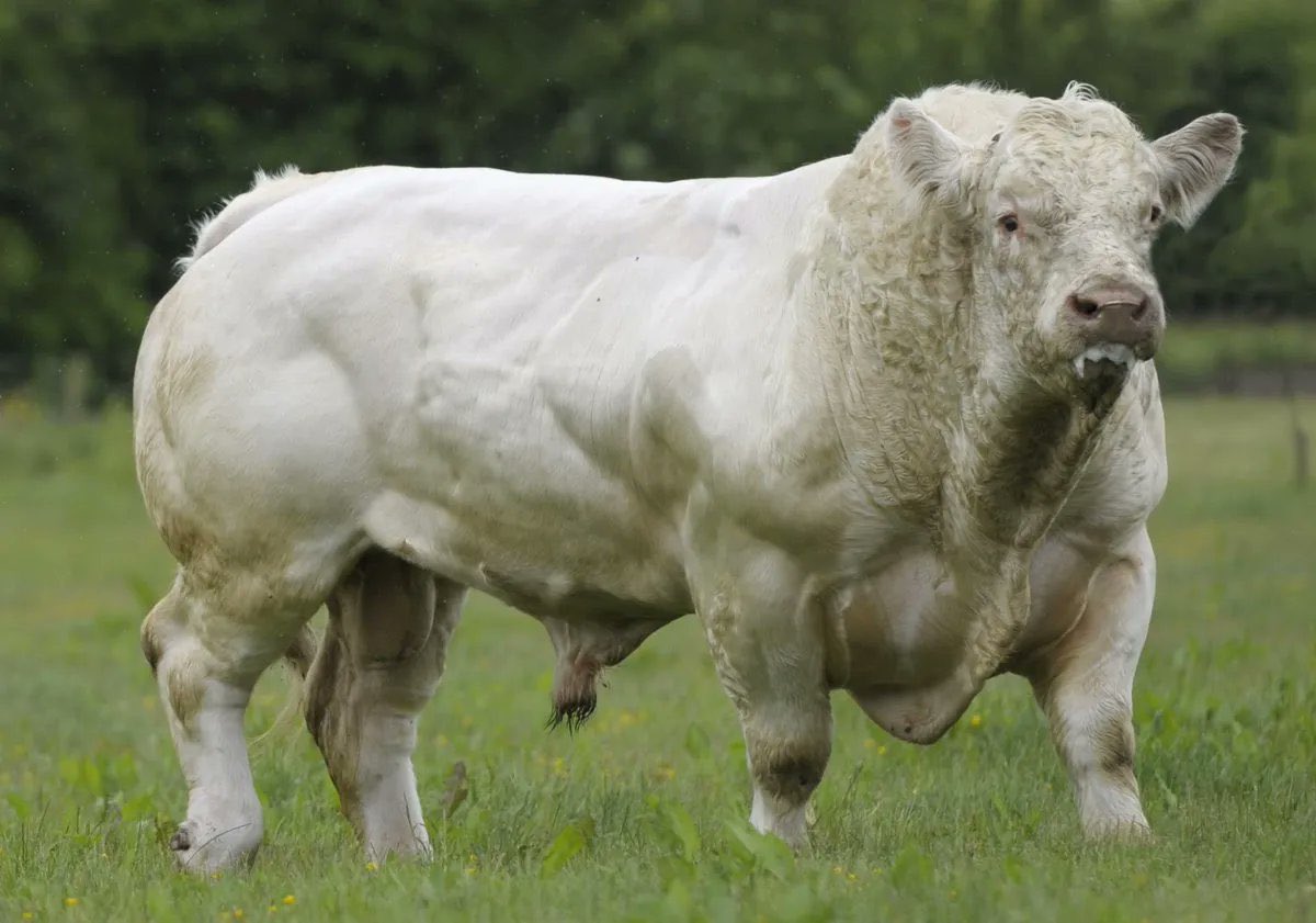 razasdelmundo's tweet photo. #Agrodatos || ¿Cuáles son las mejores razas de ganado para engorde?

- Angus.
-Simmental. 
-Beefmaster.
-Santa Gertrudis. 
-Charolais. https://t.co/PR3ejY3d2M