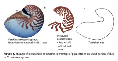Island Evolution Lab (@island_evo_lab) on Twitter photo RT reef_combo: RT <a href="/ggiribet/">Gonzalo Giribet</a>: Our latest paper describing three new species of Nautilus is out! with <a href="/reef_combo/">David Combosch</a> and <a href="/Sarah_TheSea/">Dr. Sarah Lemer</a> <a href="/MCZHarvard/">Museum of Comparative Zoology</a>
doi.org/10.3897/zookey… via <a href="/ZooKeys_Journal/">ZooKeys</a> RT reef_combo: RT <a href="/ggiribet/">Gonzalo Giribet</a>: Our latest paper describing three new species of Nautilus is out! with <a href="/reef_combo/">David Combosch</a> and <a href="/Sarah_TheSea/">Dr. Sarah Lemer</a> <a href="/MCZHarvard/">Museum of Comparative Zoology</a>
doi.org/10.3897/zookey… via <a href="/ZooKeys_Journal/">ZooKeys</a>