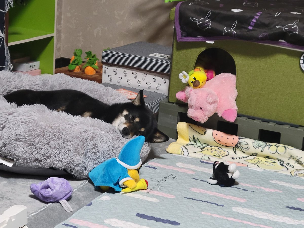 電池が切れたぬいぐるみ😌🌃💤

#柴犬 #黒柴