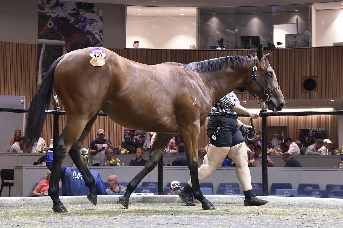 inglis_sales's tweet photo. Here's DE SONIC BOOM (Spirit of Boom) as @JamesBester4 pays $300k for her at #InglisPremier from the @supremethbds draft. She was a stunning debut winner today in G3 Blue Diamond Preview for @FreedmanRacing and firmed into $11 with @tabcomau for the Diamond on Feb 25! https://t.co/oVdfDRWR5N