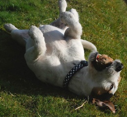 9 yo Jake Parsons terrier seeks rural home within 20 miles radius of J8 M25 Surrey UK. Limit as charity offering lifelong supported if needed. Overstimulated by traffic so needs a quiet space please. You will be rewarded by a smart affectionate friend! epsomcaninerescue.co.uk/index.php/dogs…