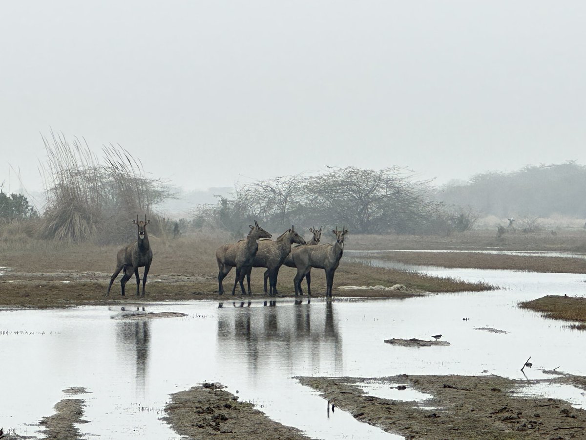 rneelmani's tweet photo. What a beautiful family of #nilgai also called #bluebuck, the largest Asian #antelope. @WildlifeMag #BBCWildlifePOTD #wildlifephotography #nature #NaturePhotograhpy https://t.co/oYSus4XtKt