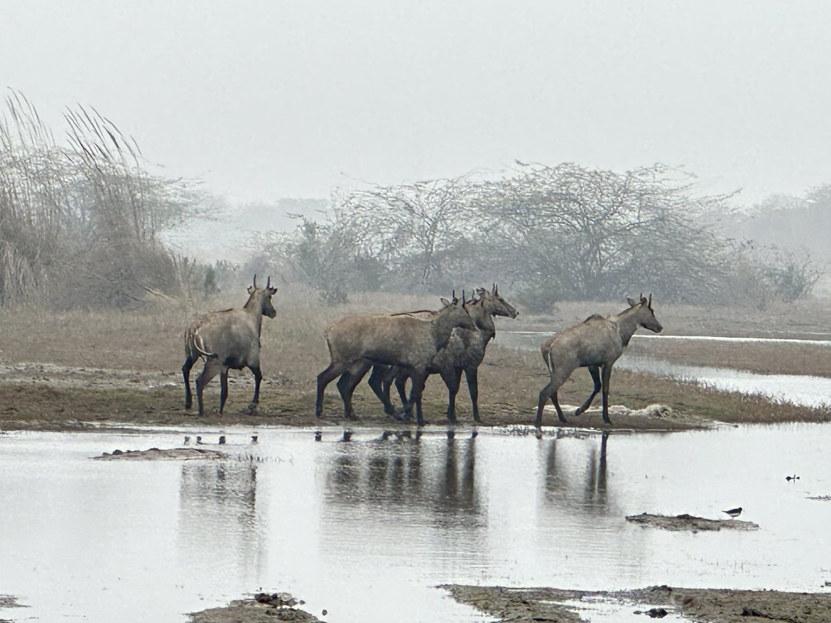 rneelmani's tweet photo. What a beautiful family of #nilgai also called #bluebuck, the largest Asian #antelope. @WildlifeMag #BBCWildlifePOTD #wildlifephotography #nature #NaturePhotograhpy https://t.co/oYSus4XtKt