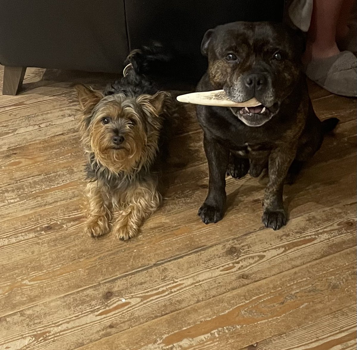 FieldKelly's tweet photo. @charliersmith1 @stumcglade I love Colin, he’s adorable and reminds me of our old Staffy, Sidney who had similar markings. Now we have Bernie and Honey. Love dogs, they’re so good for us. Sending love, Charlie. ❤️ https://t.co/B4DmEhr3kv