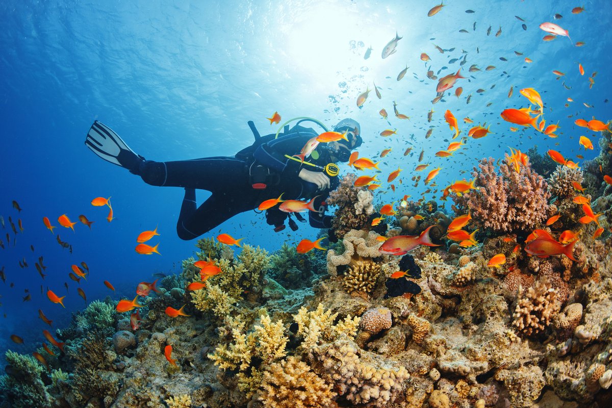 Coastwatersport's tweet photo. The Top Scuba Diving Essential Equipment
https://t.co/6TTBGH29P0 https://t.co/XFD9U0Czhv