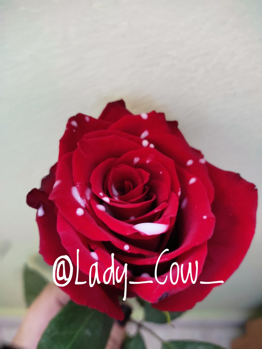 Lady_Cow_'s tweet photo. Roses &amp; My Milk

#MILK #titsmilk #boobymilk #roses https://t.co/oY8cM8sspQ
