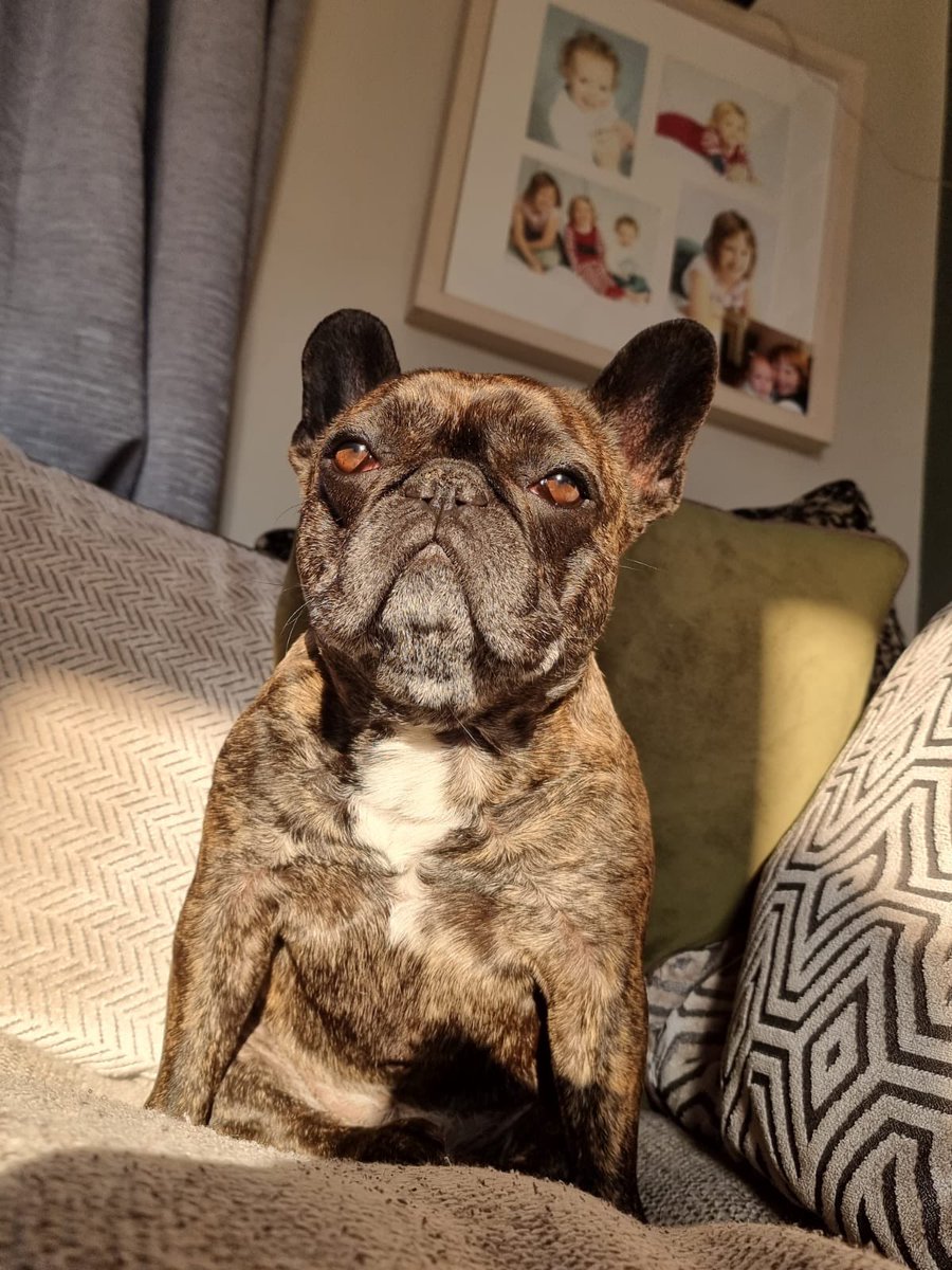 QuantrillJulia's tweet photo. @GMB This is Maggie , she’s nearly 7 years old with no health issues what so ever . Yes she’s cute but she ain’t no fashion statement . She’s my dog , and my best friend ! https://t.co/vCSYqIQ7ax