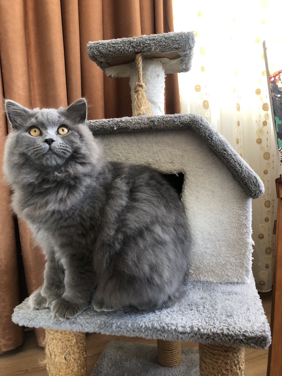 hazeinvase's tweet photo. @mentalolarakk Leo😻 https://t.co/mJL37Ss0Zj