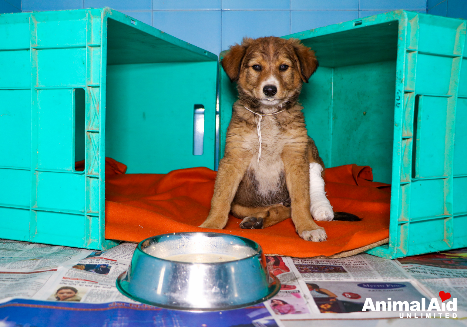 Animal Aid Unlimited (@AnimalAid_India) / Twitter