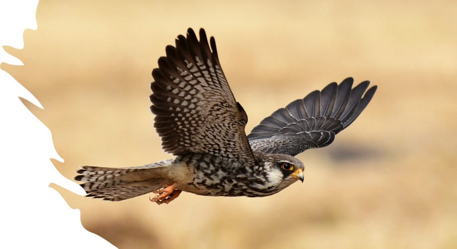 _Ivan_Ramirez's tweet photo. The #CMS #EnergyTaskForce has just uploaded on its Resources section the link to #Transmit a new toolking offering guidance on powerline installation to avoid avian collision or electrocutions.
Check it here
https://t.co/xEgDTYhdOm https://t.co/Ivok1babCG