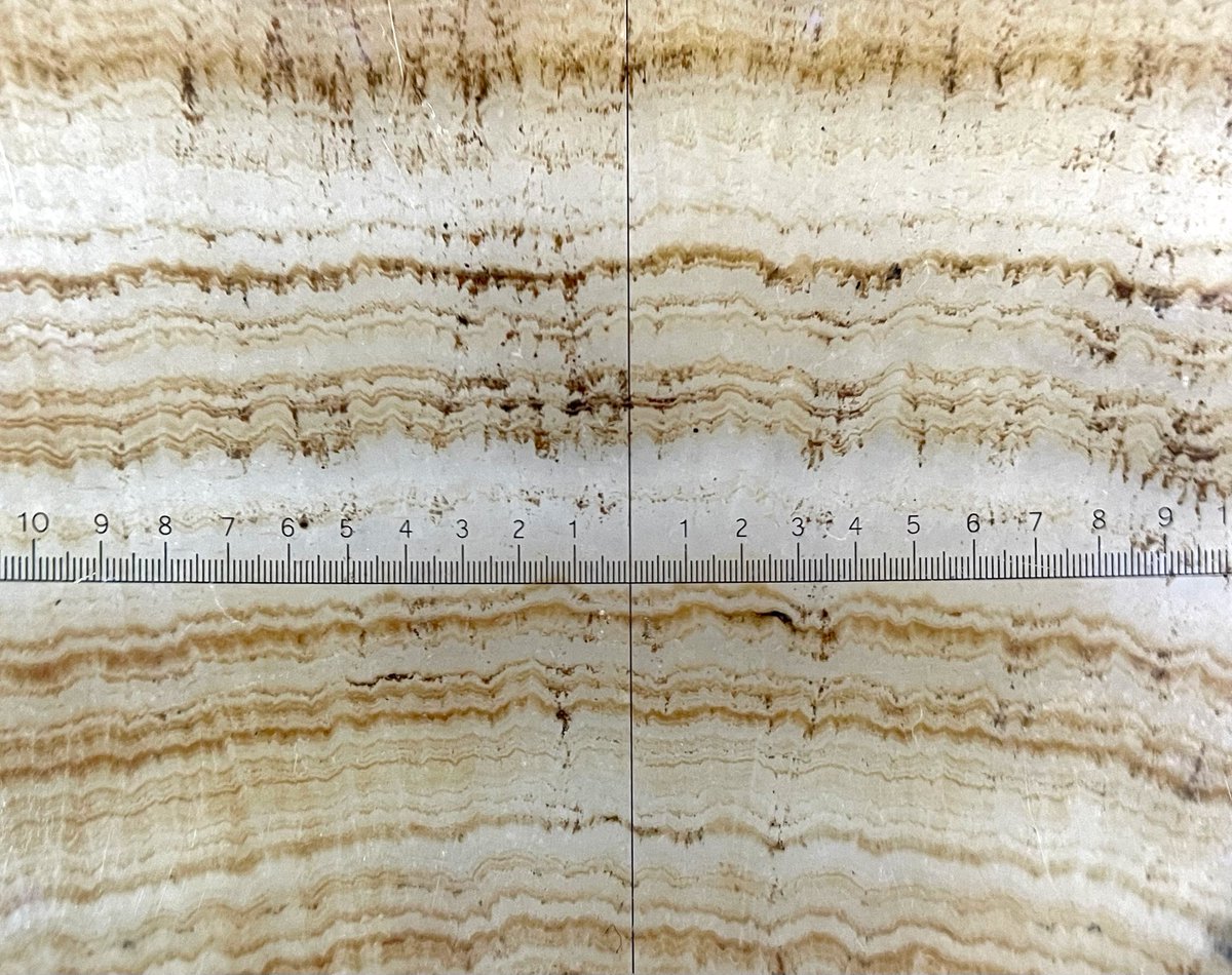 Beautiful growth laminae in a 2-Ma old flowstone from the Cradle of Humankind in SA 😍
(10x mag, scale in mm) #ThinSectionThursday