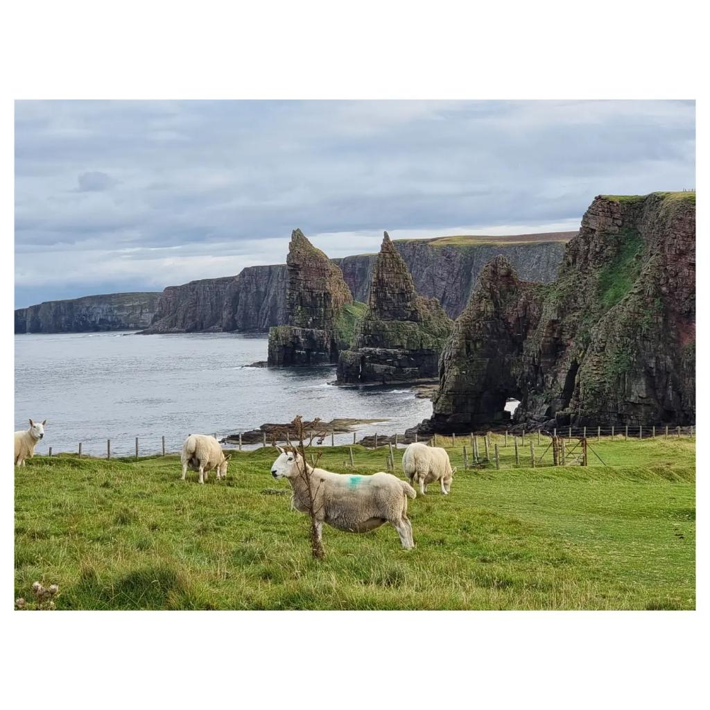 PeterKettleRCA's tweet photo. #duncasbystacks #Scotland
100 x 50cm #oilpainting on canvas. #contemporaryart #landscapepainting https://t.co/woJAJl2Su1