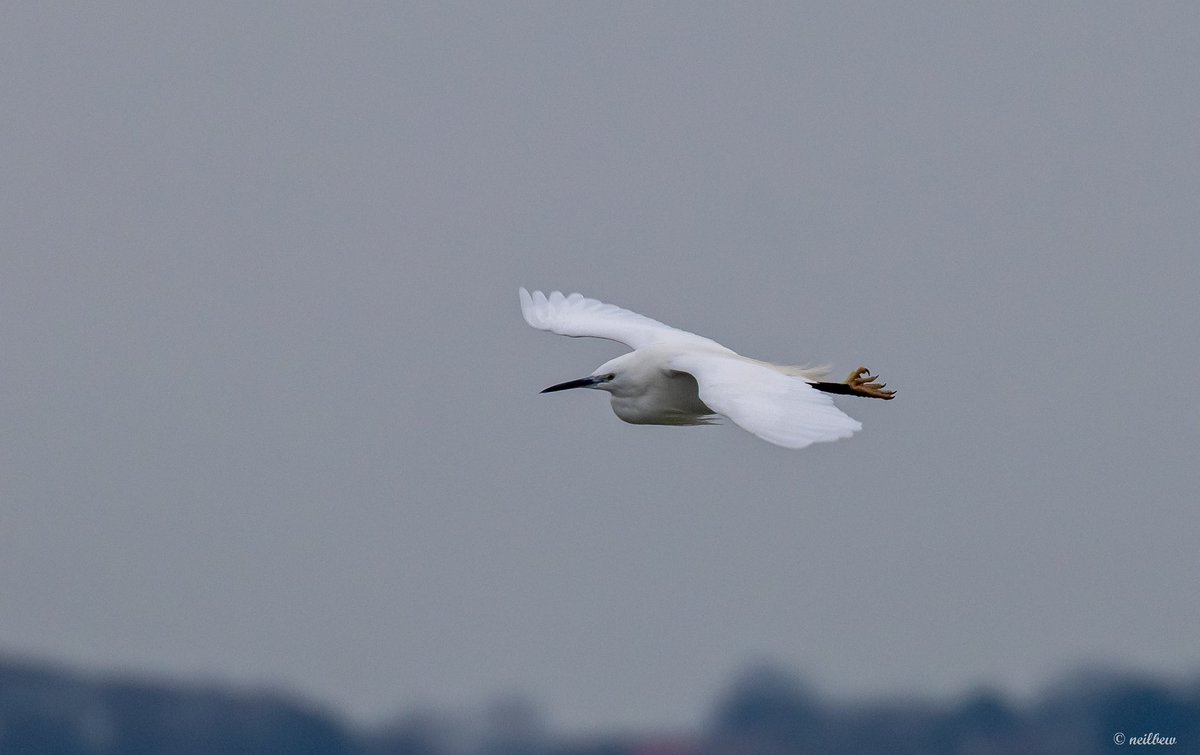 NeilBew's tweet image. After Chichester Harbour, we moved on to Langstone Harbour; Little Egret, Rock Pipit and Sabines Gull