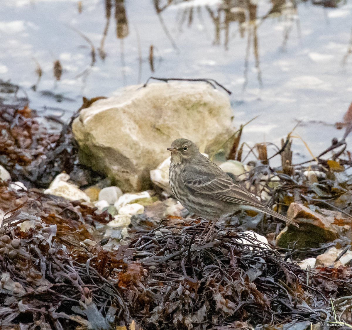 NeilBew's tweet image. After Chichester Harbour, we moved on to Langstone Harbour; Little Egret, Rock Pipit and Sabines Gull