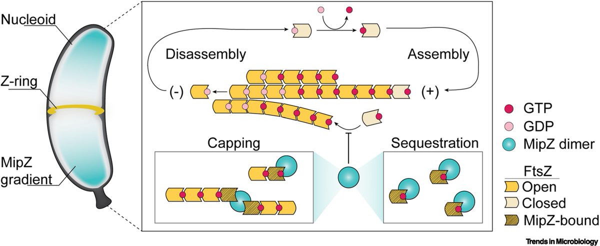 Interested in how a cell knows where to divide? 

We are happy to be able to put a Spotlight (<a href="/TrendsMicrobiol/">Trends in Microbiology</a>) on some Cap-tivating work in cell division by the team in Martin Thanbichler's group, who demonstrated the triple threat that is MipZ:

sciencedirect.com/science/articl…