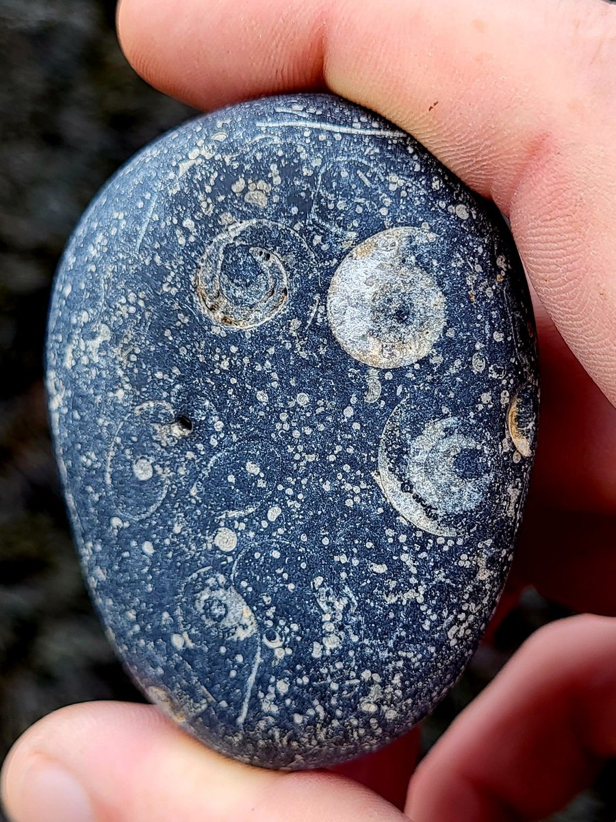Images of lives lived long ago in ancient seas - Goniatite fossils of various sizes litter this hand held universe. County Clare, Ireland.