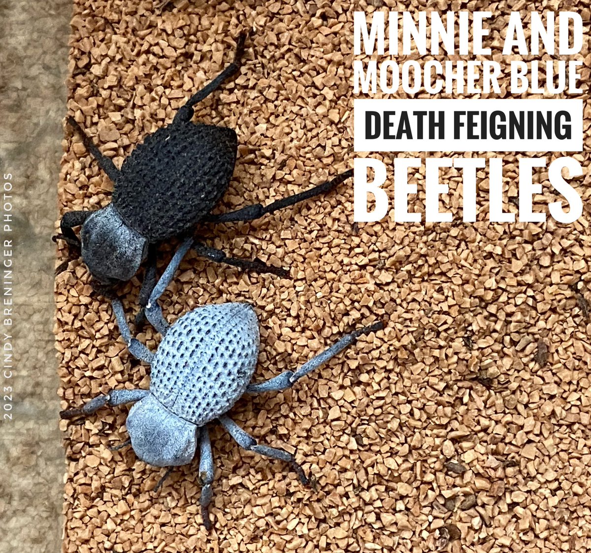 My blue nerds Jake, Elwood, Minnie, and Moocher. Jake was upside down on the ledge for about an hour. #bluesbrothers #jakeandelwoodblues #beetles #insectphotography #photography #macrophotography #insectlovers #beetles #InsectThursday #MinnietheMoocher