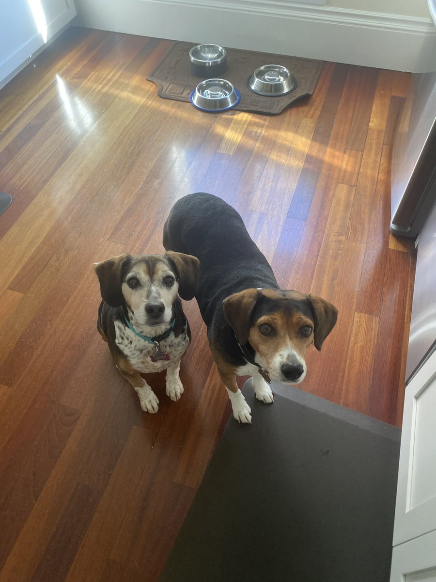 Please ma’am, may we have some more please  #beagle #dogsarelove