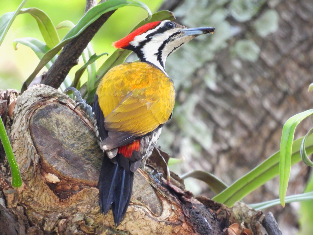 Common Flameback Woodpecker 
from archives 
#NaturePhotography 
#birding 
#birdwatching  
#BirdsSeenIn2022   
#akpictoz