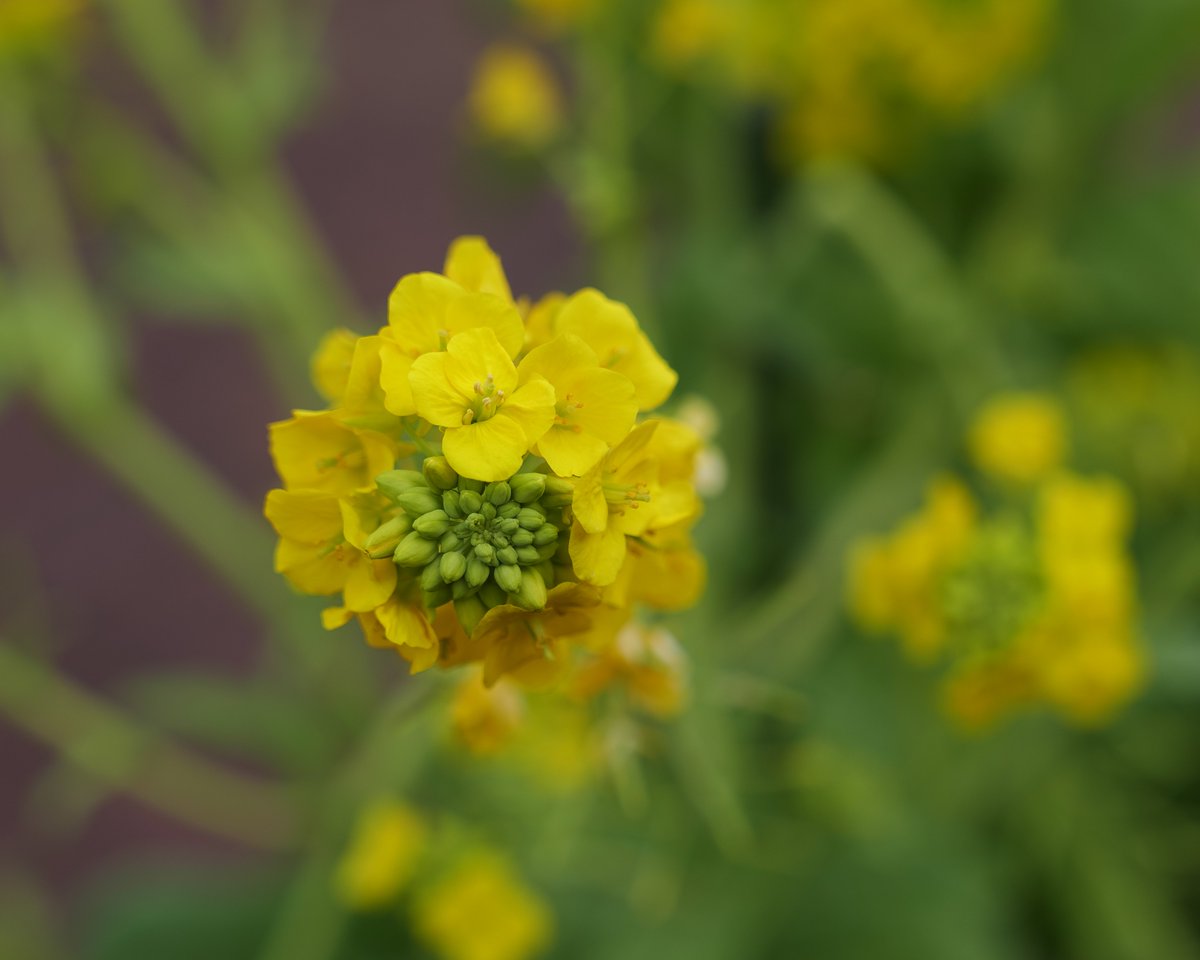 #ぶらりフォト散歩
写真は #広島市植物公園 で撮った写真
雪景色もいいけど
ぽかぽか陽気の散歩はまだ先かな～
.
#LUMIXS1
#sigma2470art
#LUMIXJAPAN
#SILKYPIX
#ファインダー越しの私の世界
#写真好きな人と繋がりたい
#被写体さん人募集中
#キリトリセカイ #写真修行中
#flowers #photooftheday