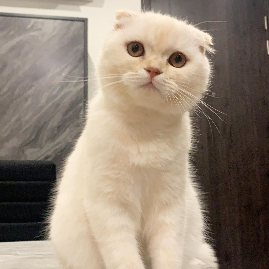 GAVIN×DP tweet media