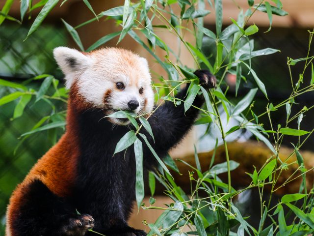 Red Panda Every Hour! (@redpandaeveryhr) on Twitter photo 