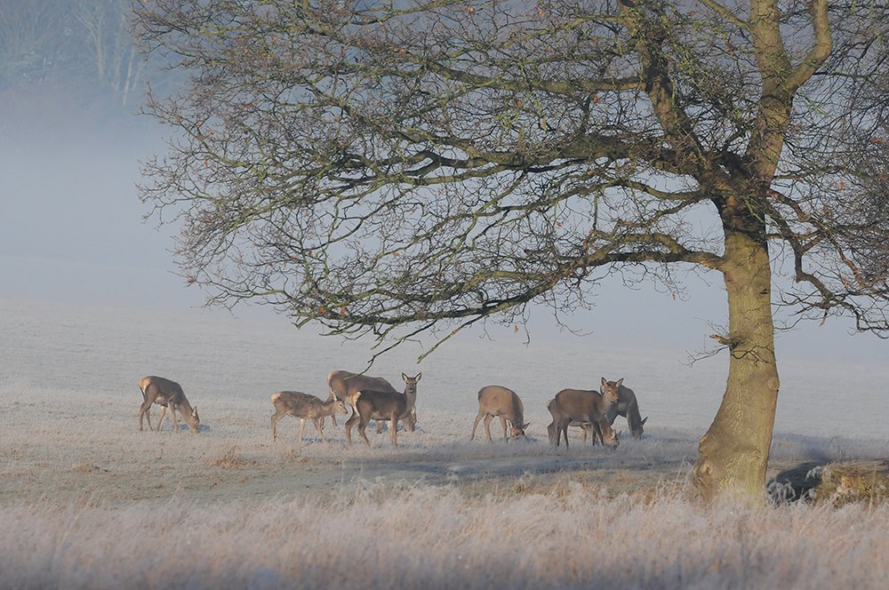 A Year with Deer tweet media