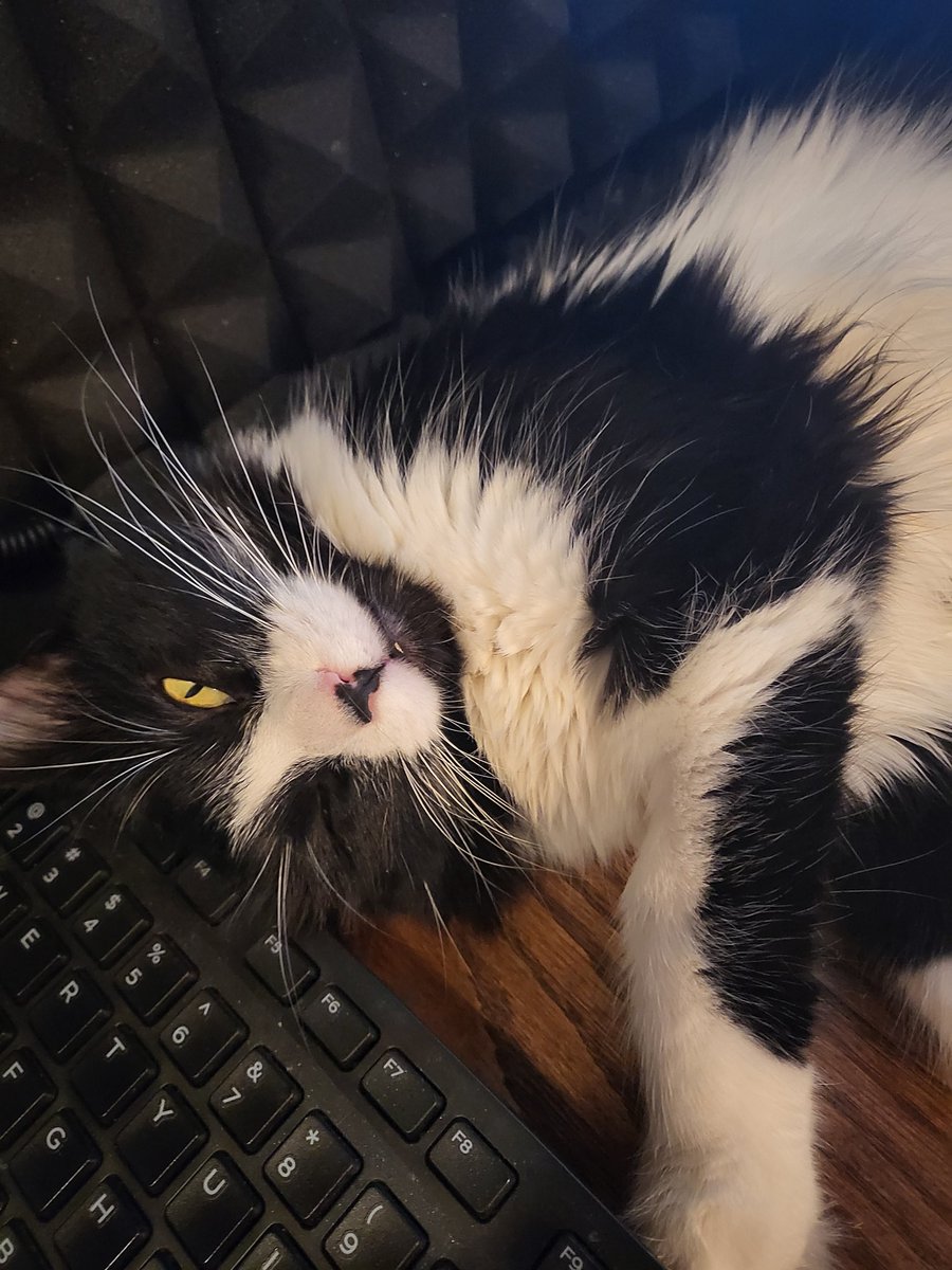 intsurvivorcast's tweet image. Meet the (mostly) silent third host of the pod:

Fosse!

#CatPod #Fosse #DancinCat #PodcastCat #PodCat