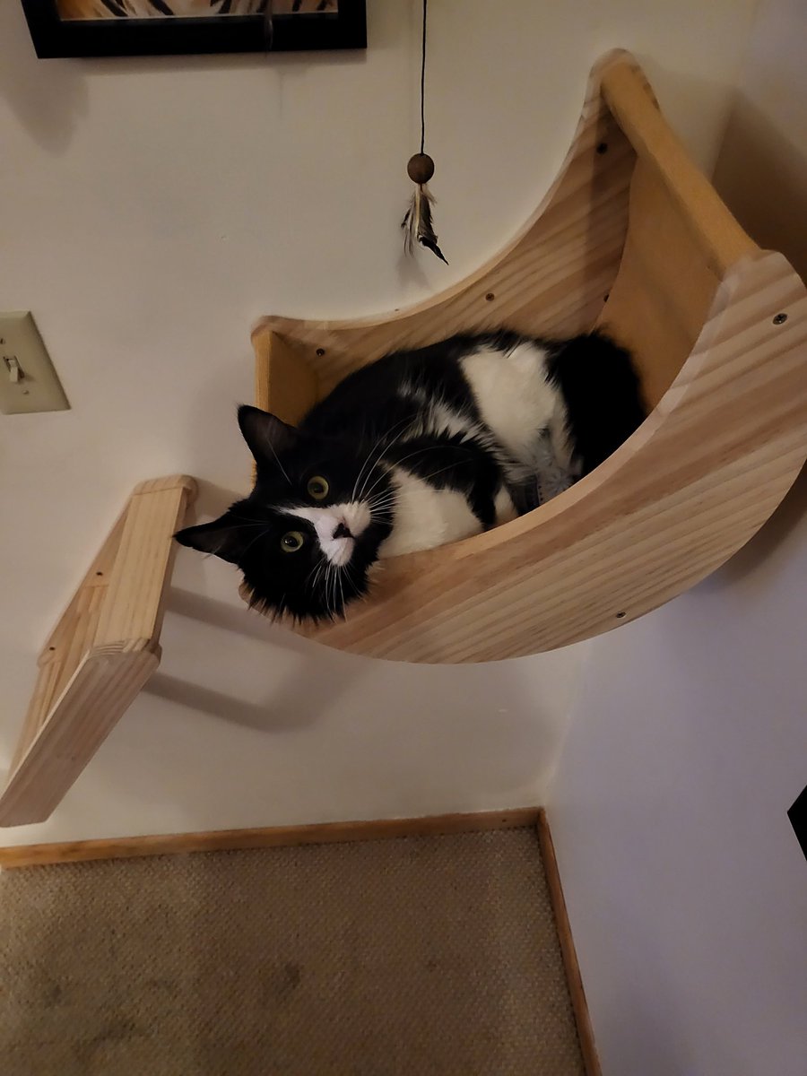 intsurvivorcast's tweet image. Meet the (mostly) silent third host of the pod:

Fosse!

#CatPod #Fosse #DancinCat #PodcastCat #PodCat