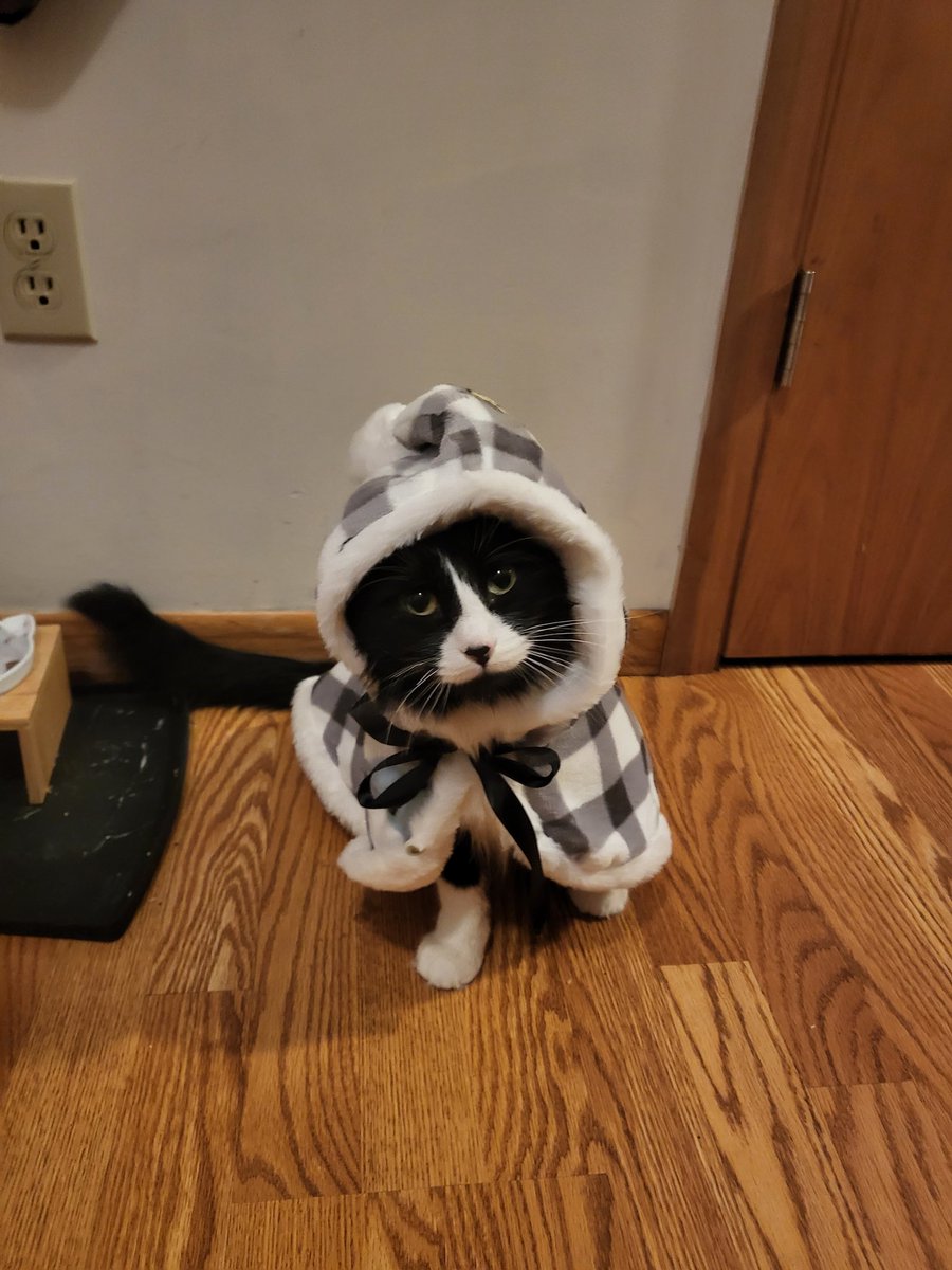 intsurvivorcast's tweet image. Meet the (mostly) silent third host of the pod:

Fosse!

#CatPod #Fosse #DancinCat #PodcastCat #PodCat