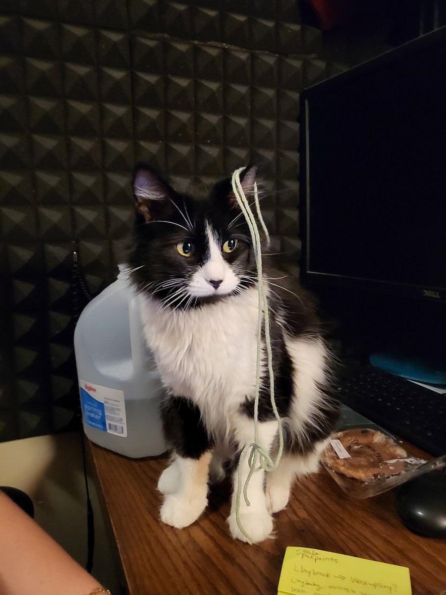 intsurvivorcast's tweet image. Meet the (mostly) silent third host of the pod:

Fosse!

#CatPod #Fosse #DancinCat #PodcastCat #PodCat