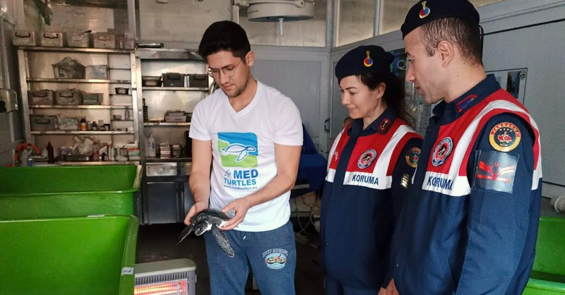 dailyfethiyecom's tweet photo. 🐢Baby Green Sea Turtle was taken under treatment