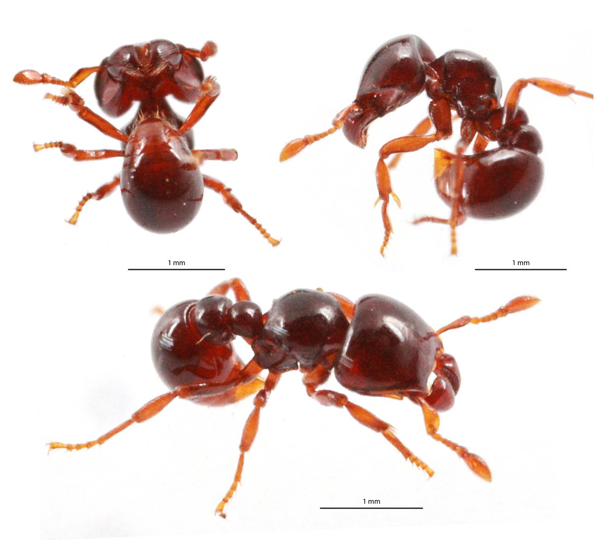 MyrmecolNews's tweet photo. This ant species is found in #CentralAmerica and #SouthAmerica &amp; is one of only two known species in the subfamily Agroecomyrmecinae. The #biology and #anatomy of these ants are not well understood because they are rarely seen alive and are mostly collected from leaf litter. https://t.co/HaXkOumyjd