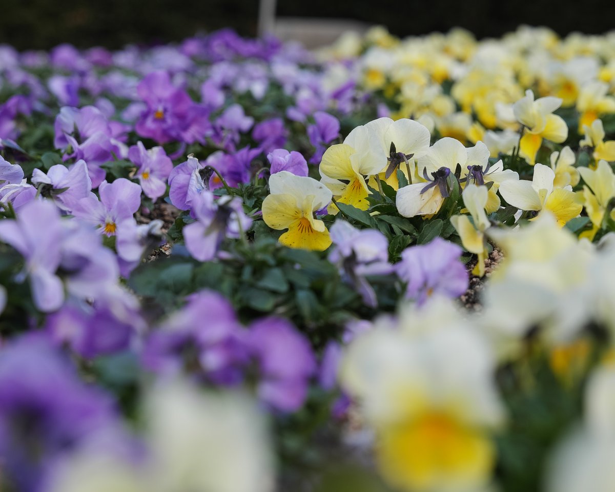 #ぶらりフォト散歩
写真は #広島市植物公園 で撮影
のんびり撮影は楽しい。
.
.
.
.
.
#LUMIXS1
#sigma2470art mm F2.8 DG DN
#LUMIXJAPAN
#SILKYPIX
#ファインダー越しの私の世界
#写真好きな人と繋がりたい
#誰かに見せたい景色
#写真を撮らせてくれる方募集中
#flowers #photooftheday #Amazing