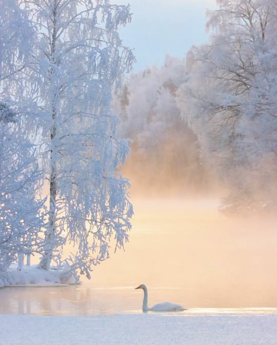 ramblingsloa's tweet photo. Wake at dawn with a winged heart and give thanks for another day of loving.

Khalil Gibran
📸 finnishtime on IG https://t.co/Po5KDaCTCm