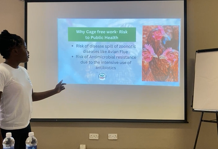 ImveloTrust's tweet photo. The media should come up with adequate ways to set the agenda so that the masses get to know about the effects that battery cages have on chickens in Southern Africa. It is an inhumane practice that is very oppressive to the chickens. - @SaneleGabula #cagefreefarming #henwelfare https://t.co/uAHODokkIZ