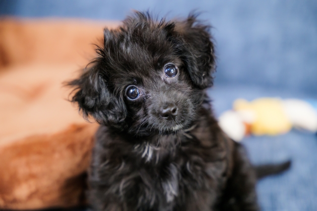 aus_pet's tweet photo. Q.子犬のお散歩は何か月からOKですか？
A.基本的には子犬期のワクチンプログラム（2～３回接種）が終了していればお散歩に行けます。抱っこで外の音や匂いに慣れさせるのはもっと早い段階から行っても構いません。
#獣医師さんに聞いてみた #アニクリ24 #ペット保険 #au損保 #犬のいる暮らし https://t.co/byLJotd6TK
