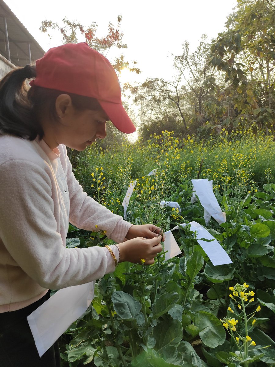 SimranKotwal4's tweet photo. Plant Breeding #Rapeseed #Mustard @PhD_Genie @PhDVoice https://t.co/RDAnSI9zNH