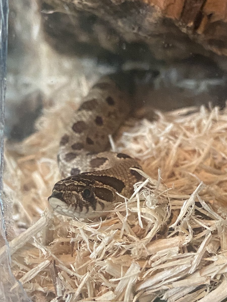 Alright… anyone have tips on how to get a hognose to eat😅. Glitch ate for me once then I regretfully moved his tank to another side of the room and it’s been 4 weeks now and he refuses to take another meal. I’ve tried leaving it overnight, scenting w a frog lol, and no luck