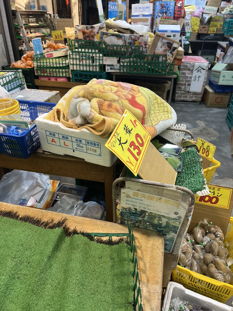 nekotencho2's tweet image. めいちゃん就寝中

#めいちゃん
#看板ねこ
#ねこ